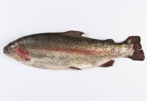 goatsbridge-small-gutted-rainbow-trout