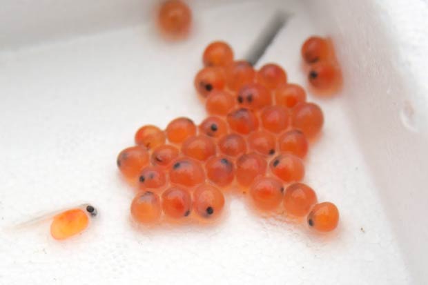Rainbow Trout Lifecycle - It Starts With a Tiny Egg